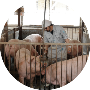 母豚の飼育