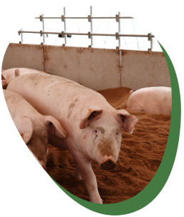 豚たちの様子